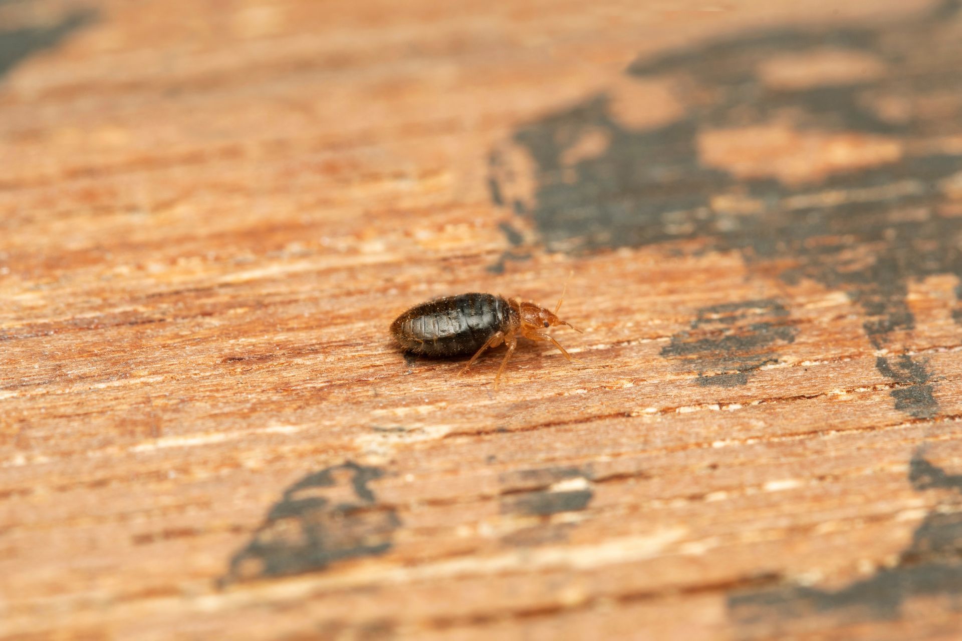 Small dark beetle on a wooden surface