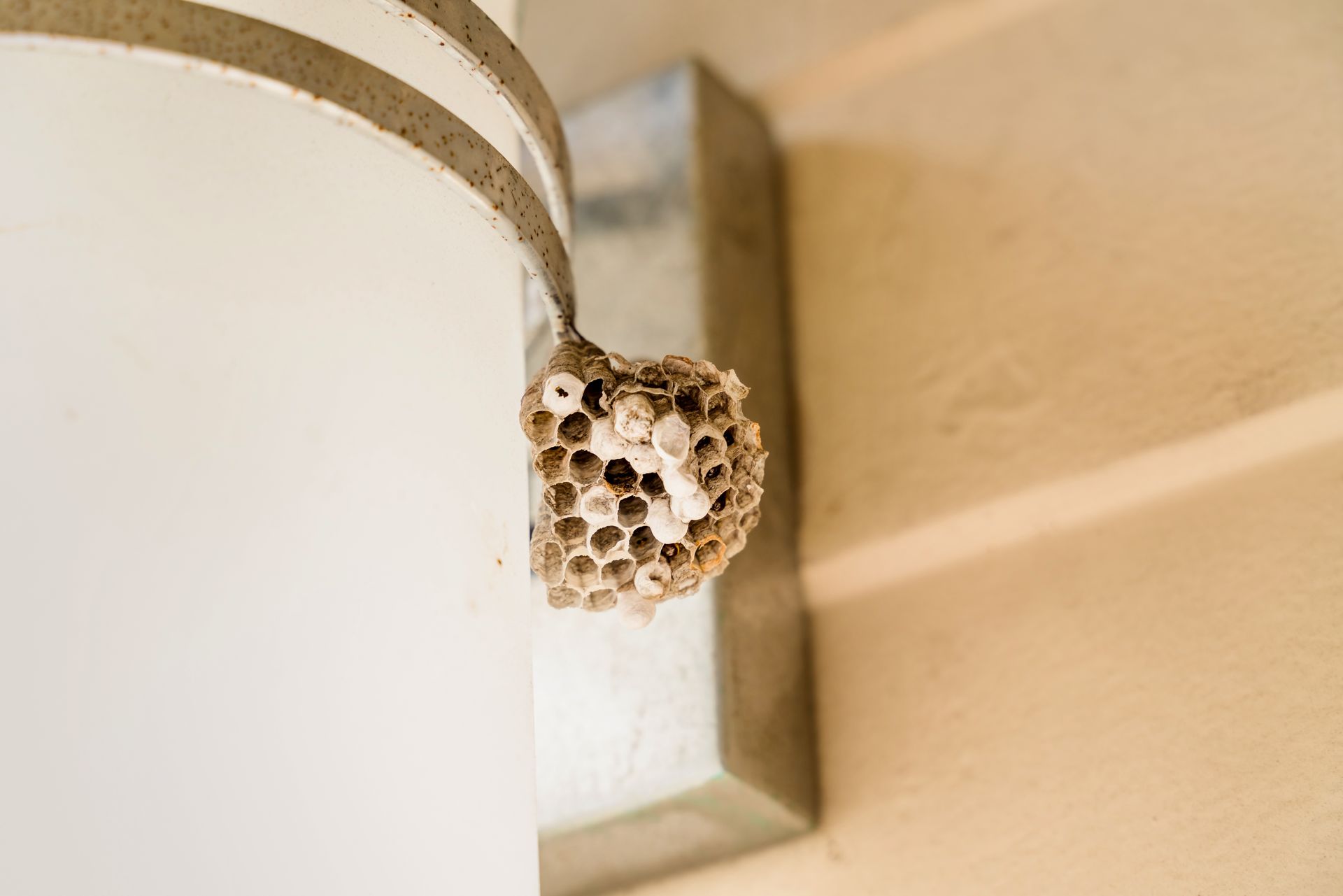 Paper wasp nest attached to the corner of a beige wall near a light fixture