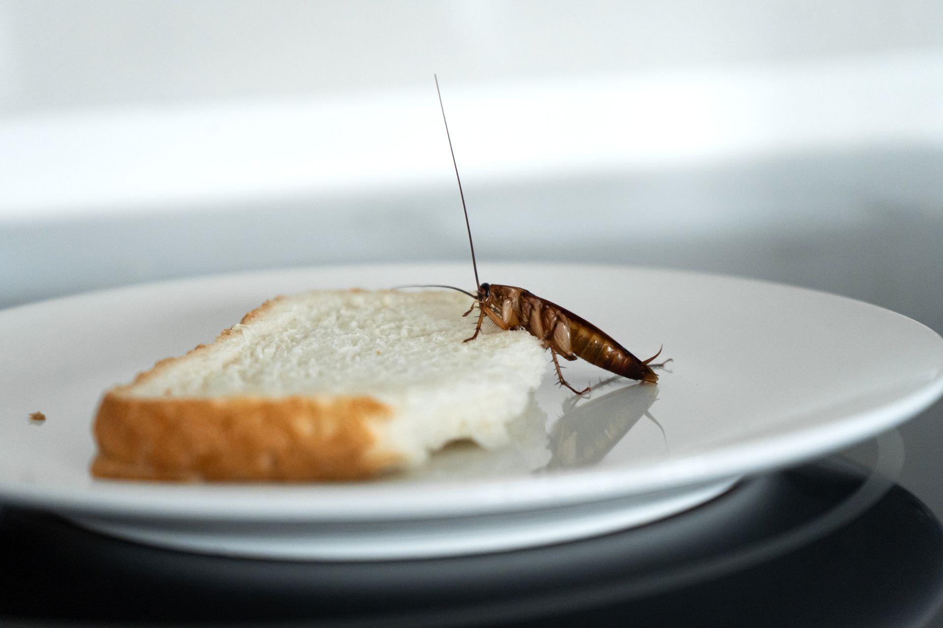 Cockroach on a slice of bread on a white plate