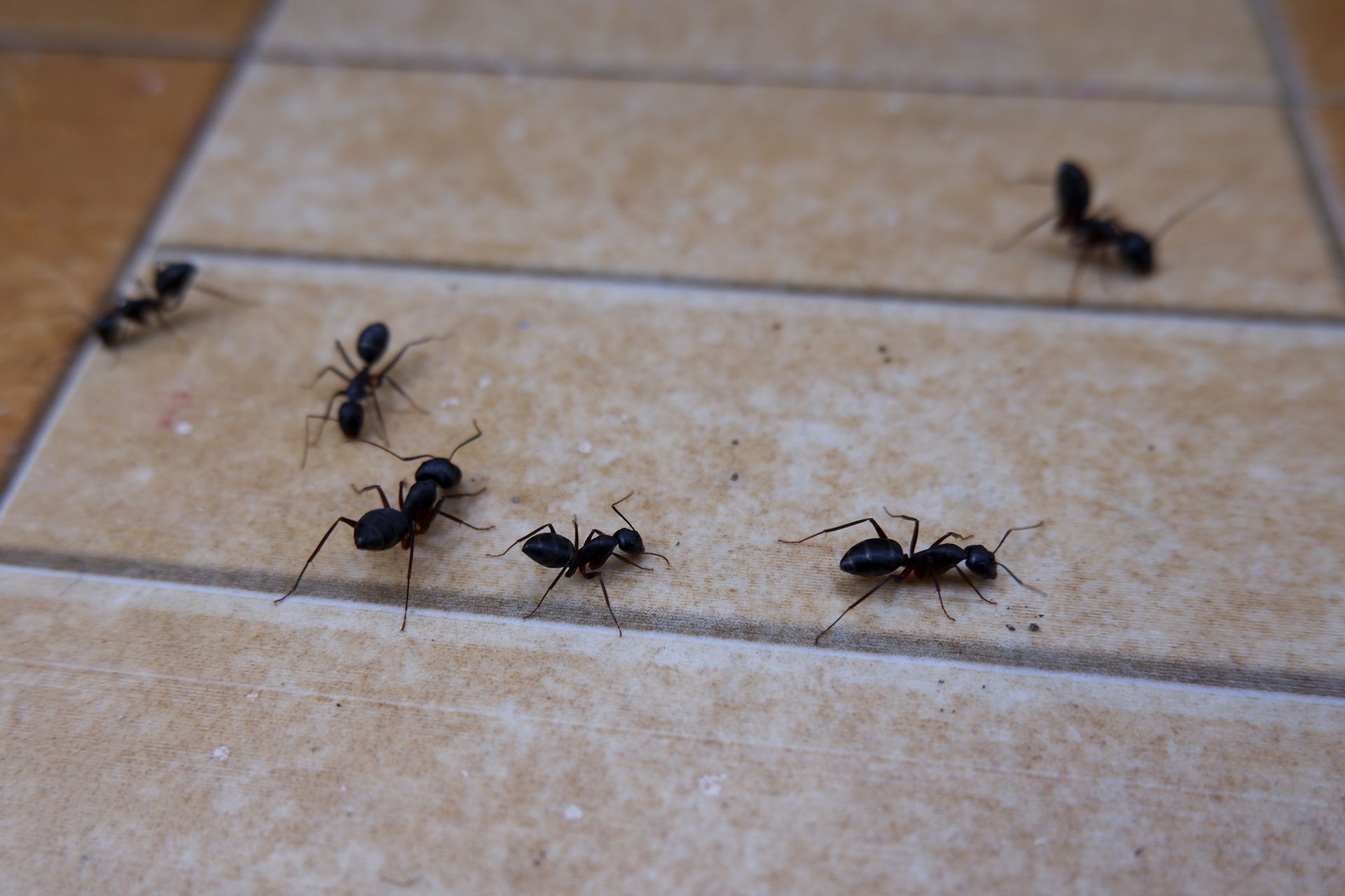 Black ants crawling across a tan tiled floor.