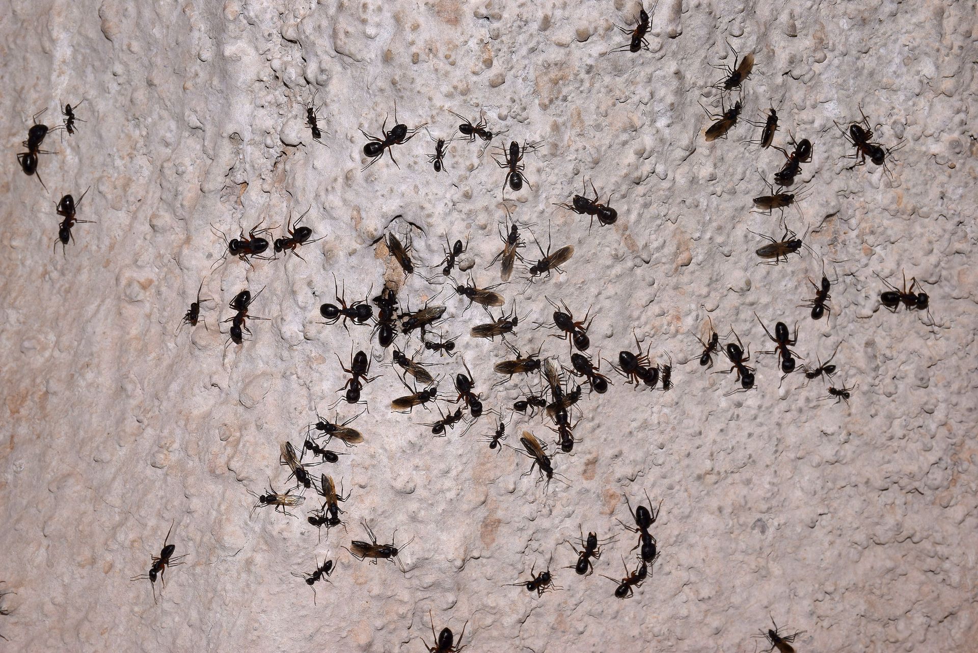 Ants scattered across a pale stone wall, clustering around small dark spots