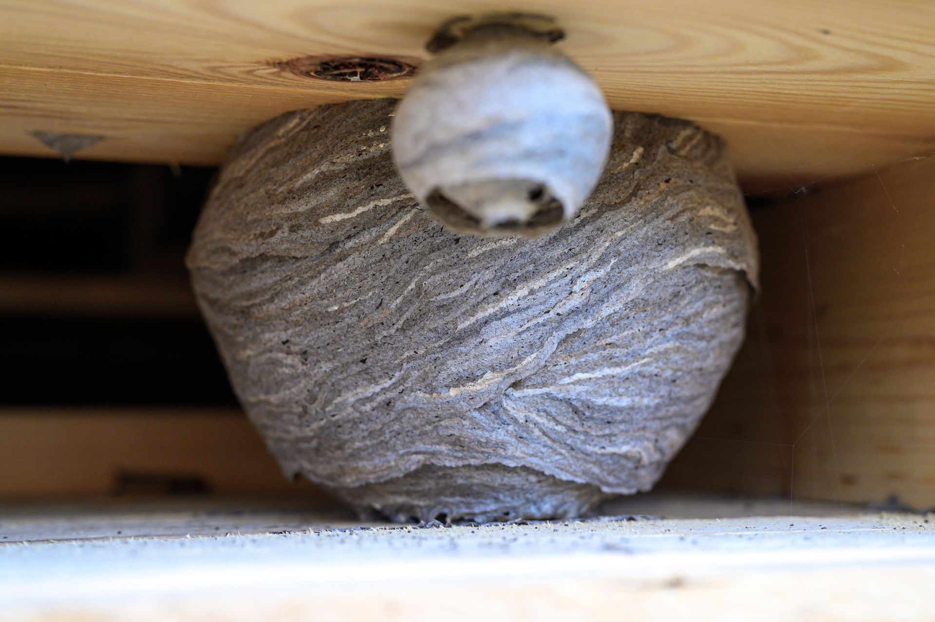 A large wasp nest attached to a wooden surface, with a wasp at the entrance