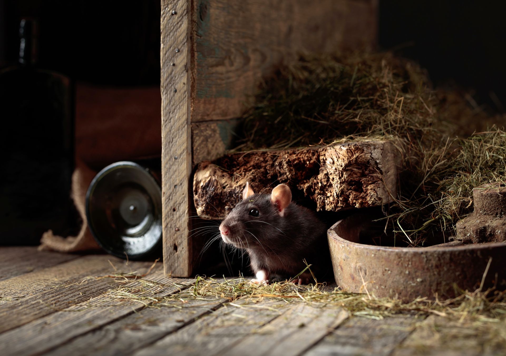 Small mouse in a rustic barn beside hay, a metal bowl, and a wooden post.
