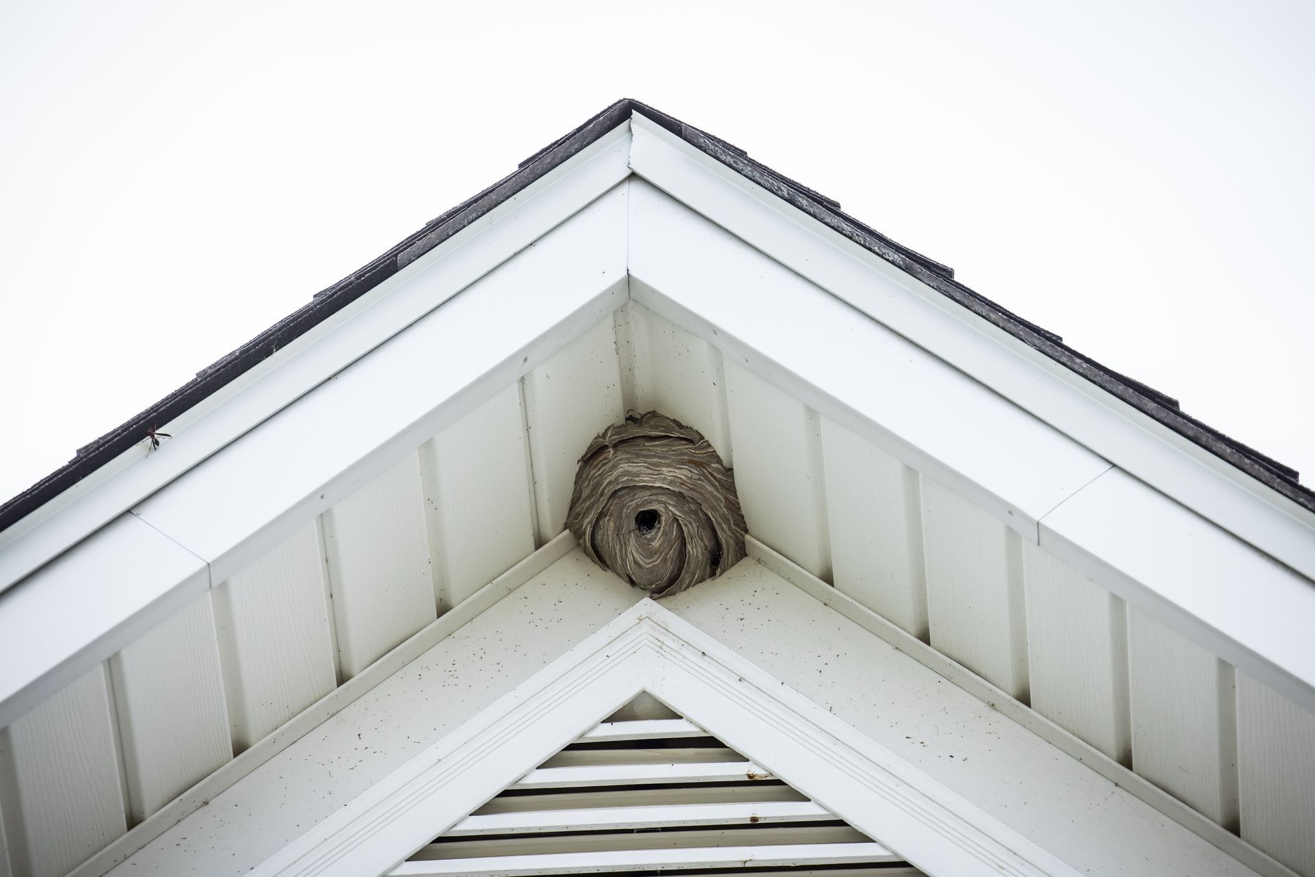 Nest of a wasp or hornet under the peak of a white house roof