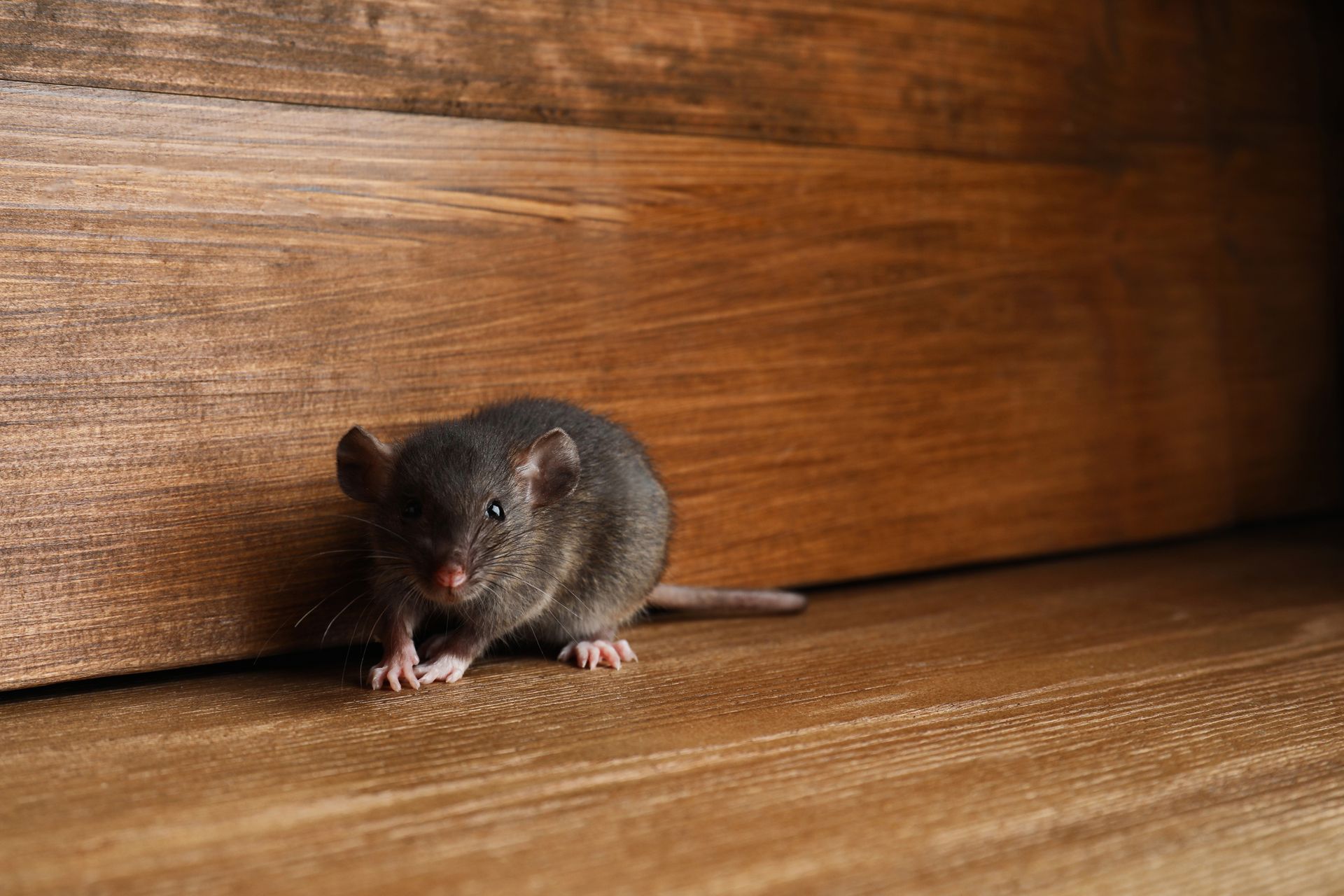 Small gray mouse on a wooden floor beside a wall, facing left.