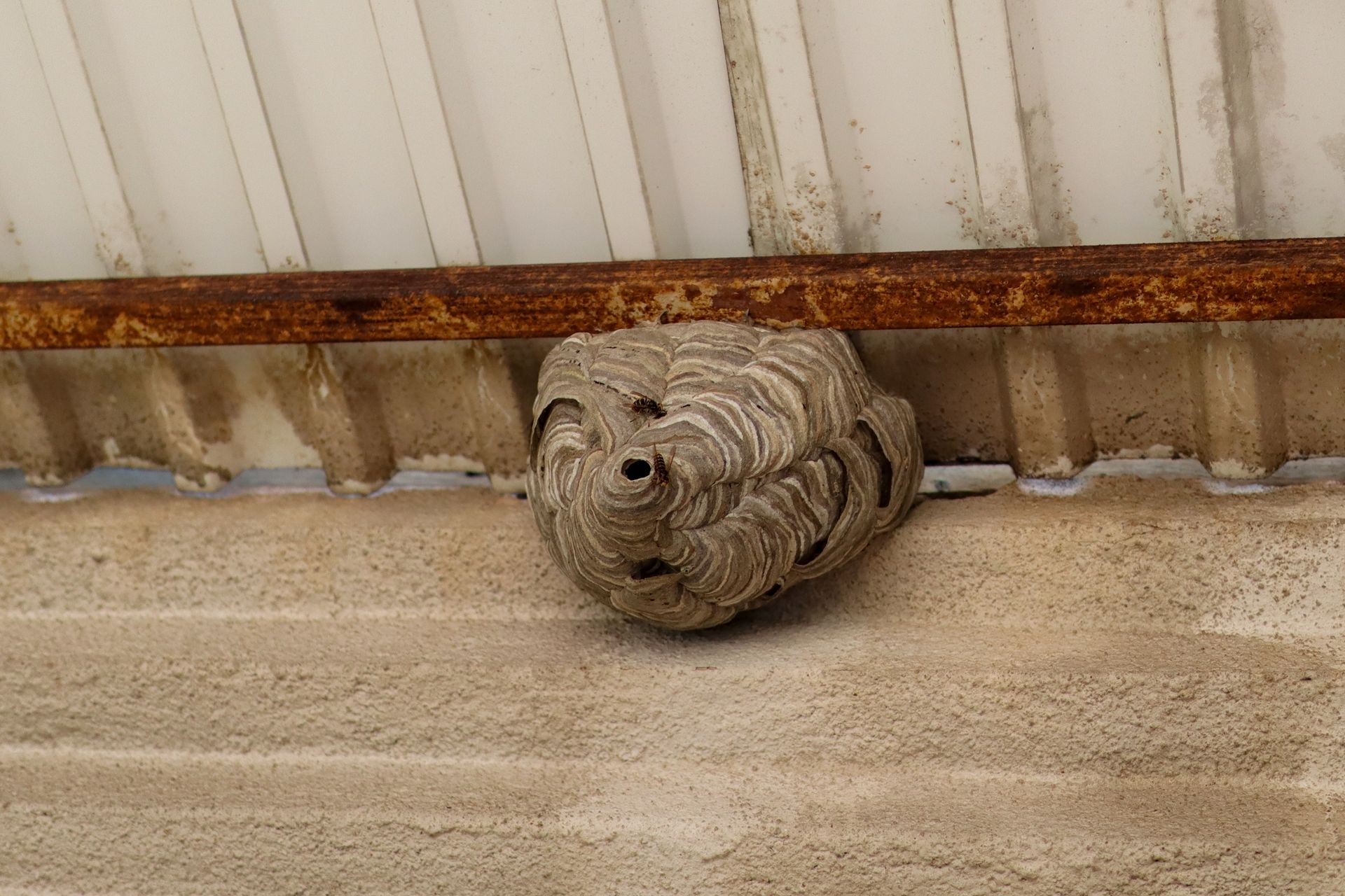 Small paper wasp nest attached under a rusty metal ledge