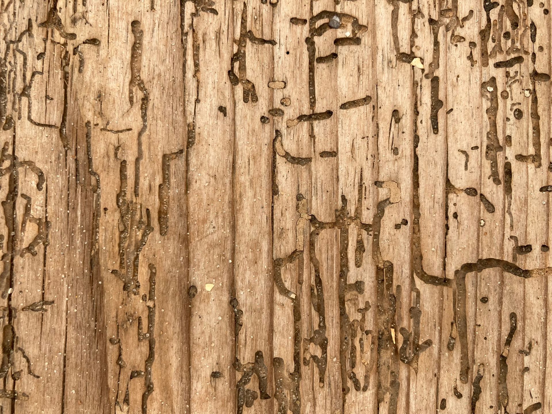 Close-up of rough tan tree bark with dark vertical cracks and holes