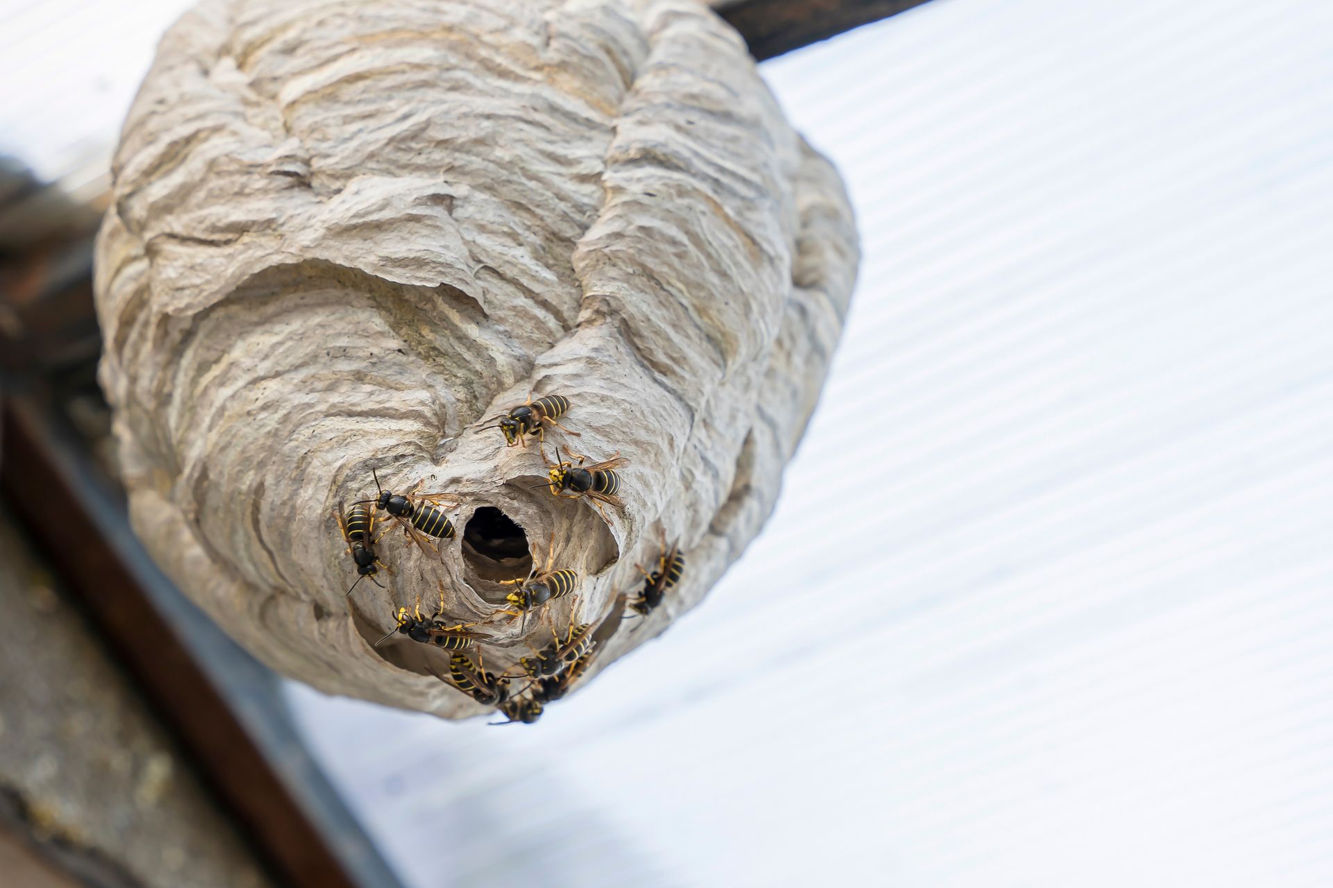 Wasp nest attached under a roof eave, with the entrance hole visible against a pale background