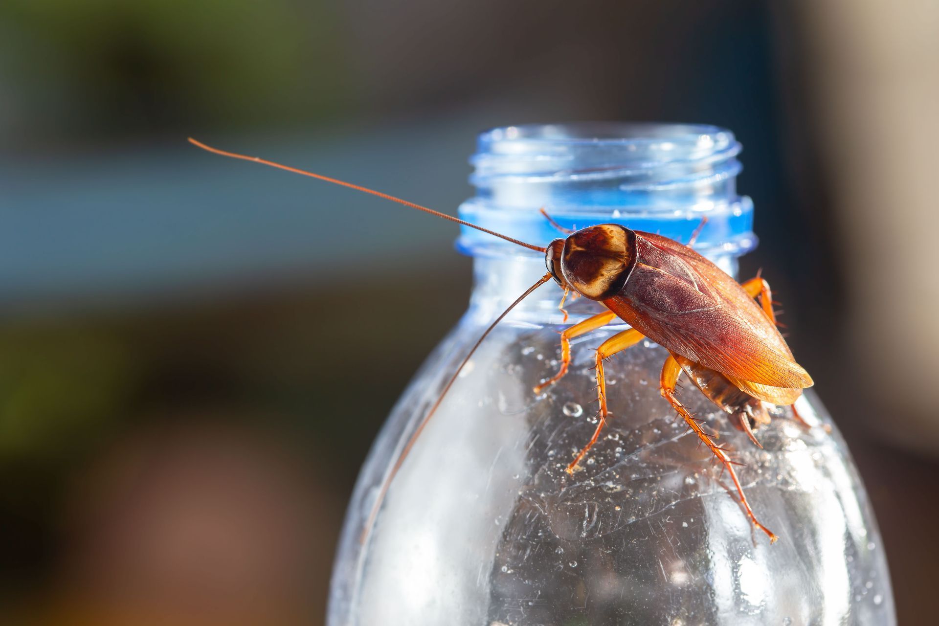Brown cockroach on the rim of a glass bottle outdoors