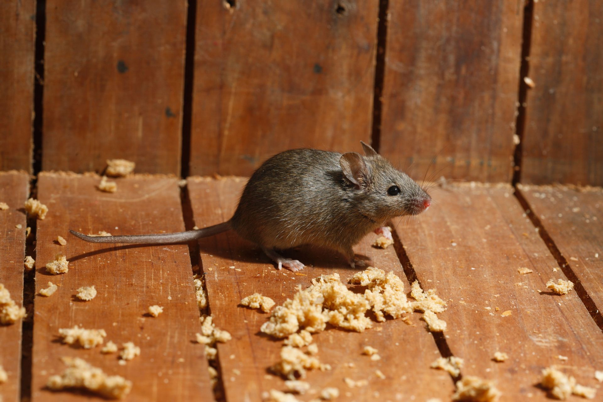 Small brown mouse on a wooden floor, surrounded by crumbs near a wooden wall.