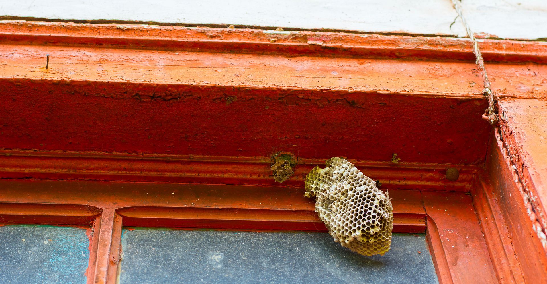 A wasp nest hanging under a red window frame above a blue windowpane.