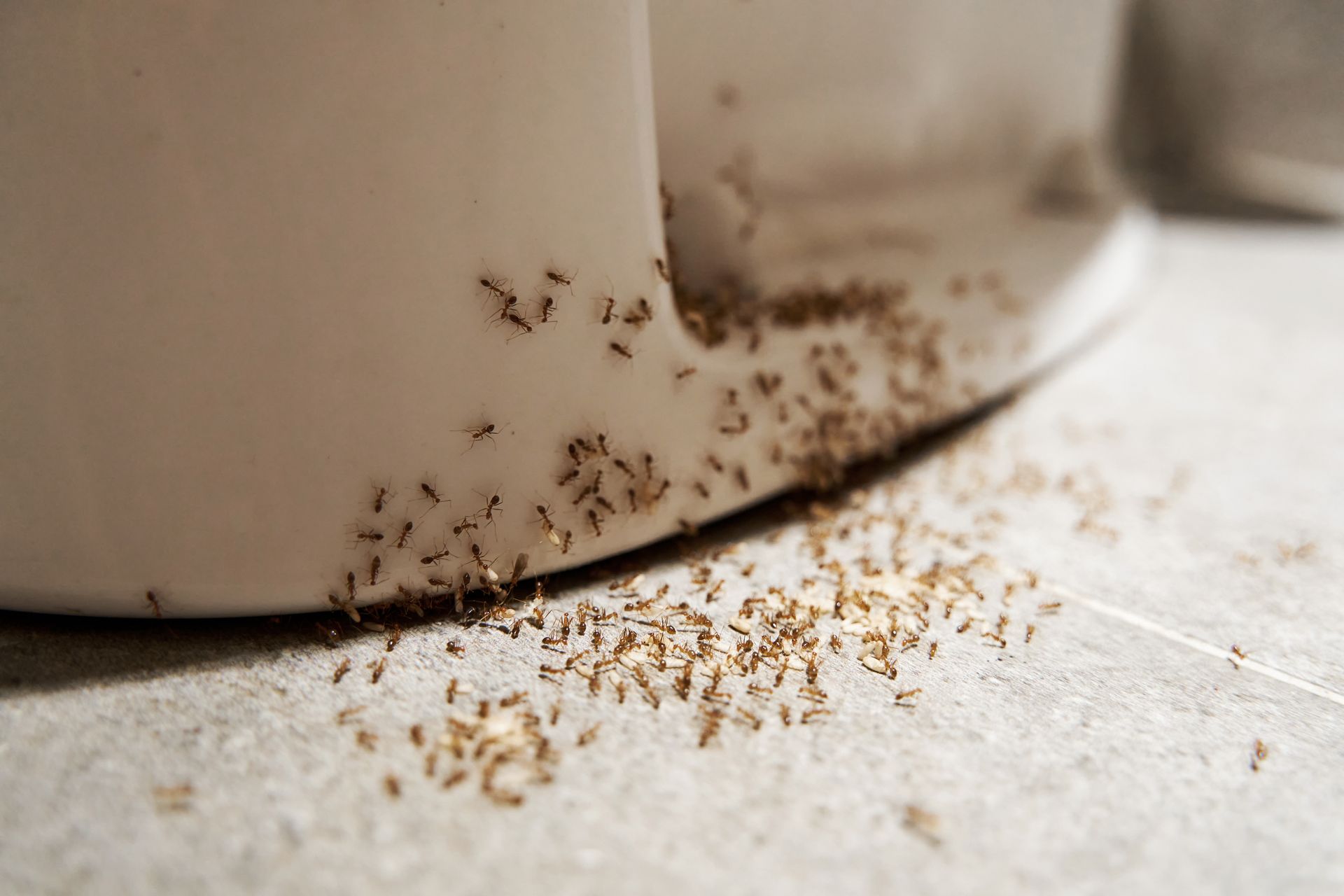 Tiny ants trailing along the base of a white appliance on a tiled floor