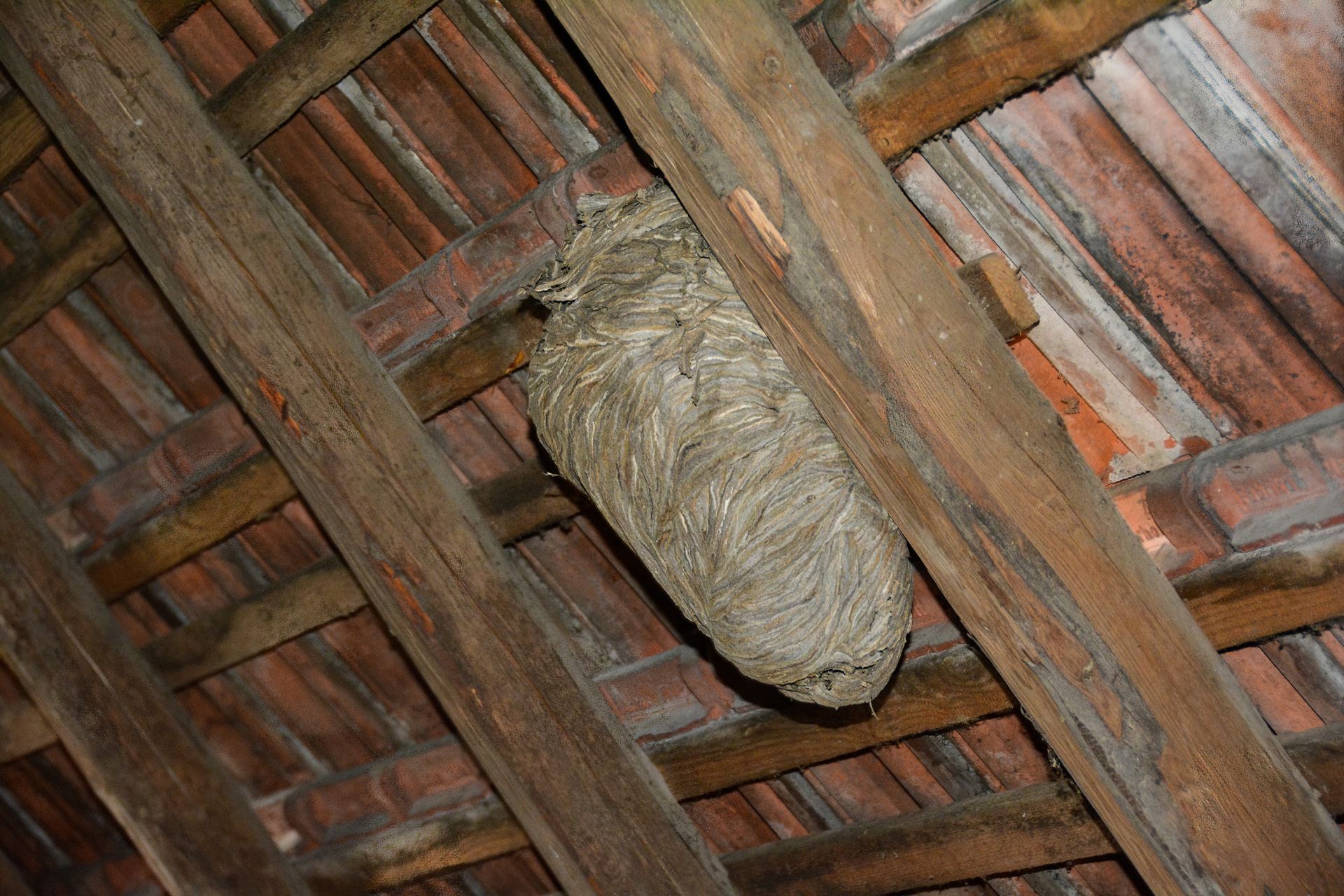 Large wasp nest attached to wooden rafters under a roof with red tiles