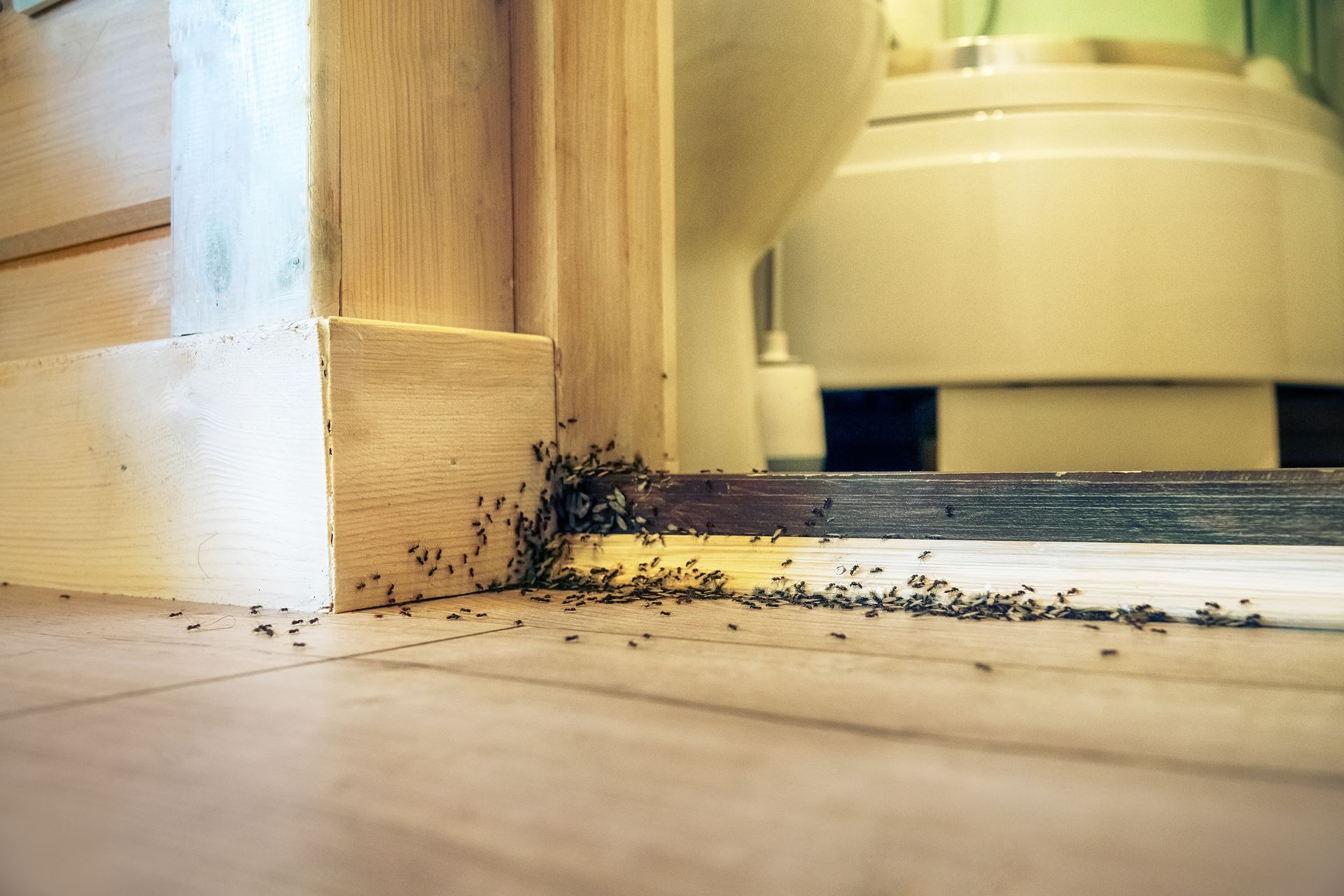 Ants trailing along the baseboard and floor near a bathroom doorway