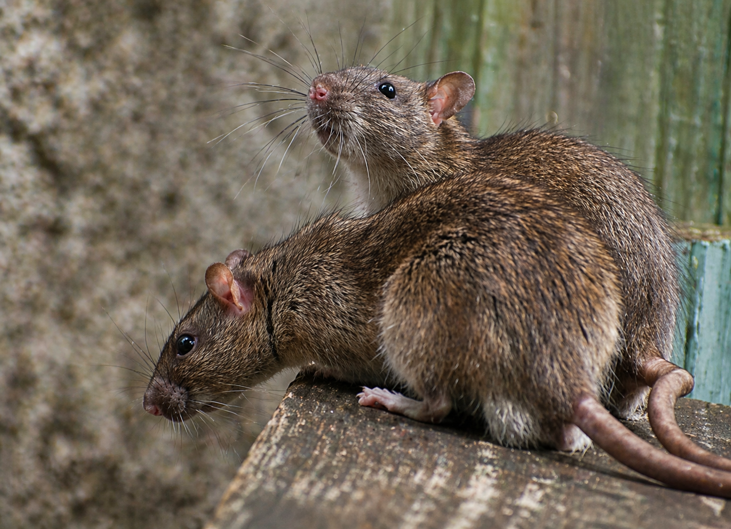 Four small brown mice huddled together on dry leaves, one licking its paw