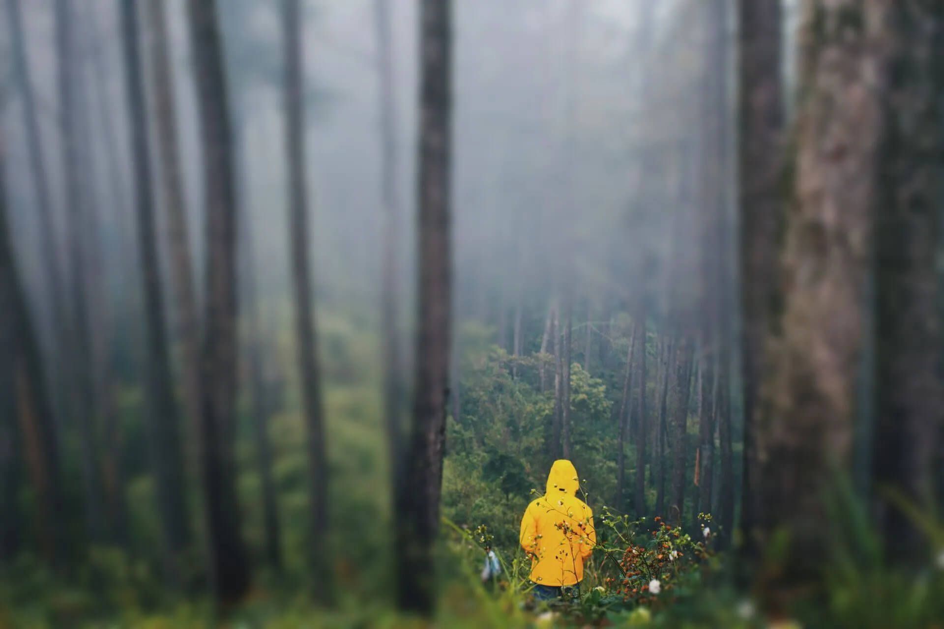 forest walk
