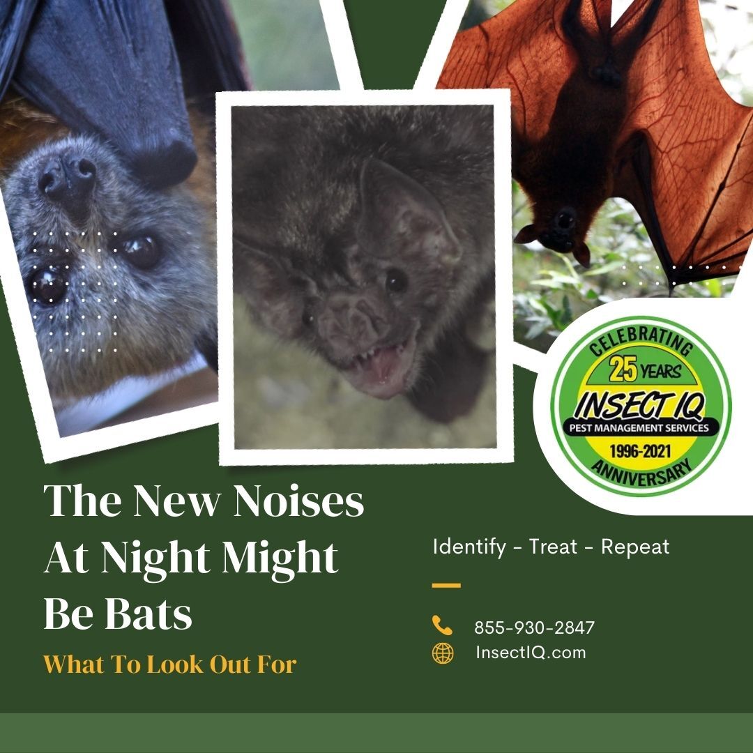 The New Noises At Night Might Be Bats What To Look Out For
