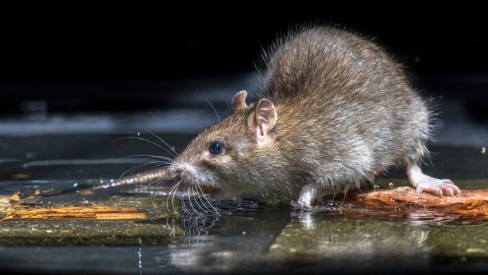 Rat removal