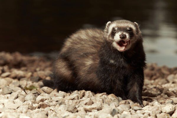 Opossum removal
