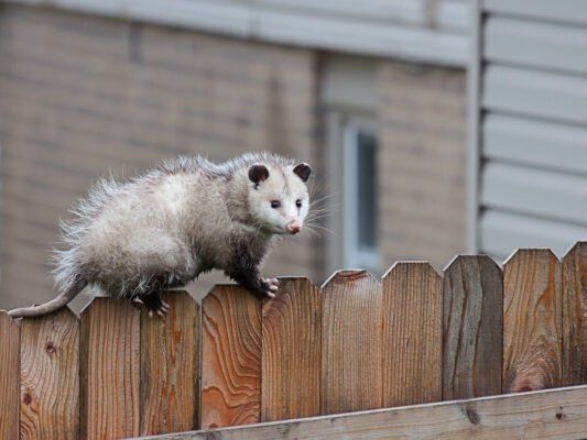 Squirrel removal