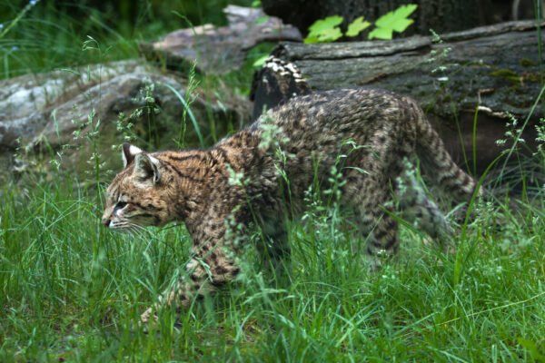 Feral cat removal