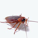 Cockroaches