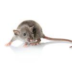 Rodent