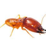 Termites