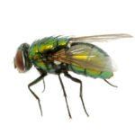 Flies
