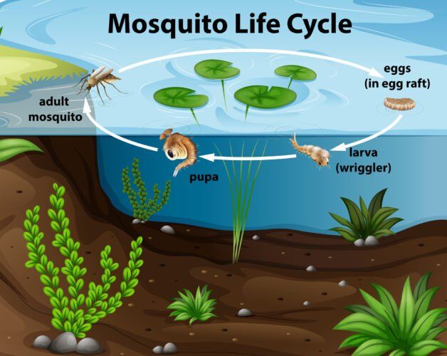 #slide1 Life Cycle