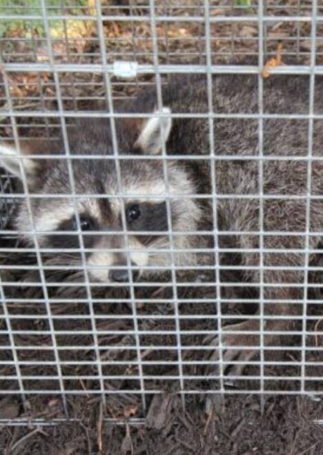 Wildlife Control
