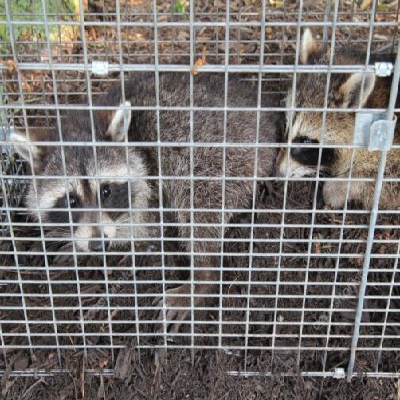 Wildlife Control