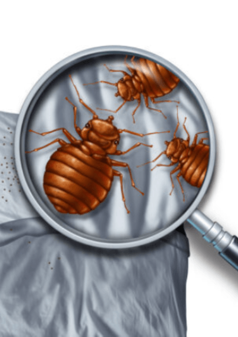 Bed bug control