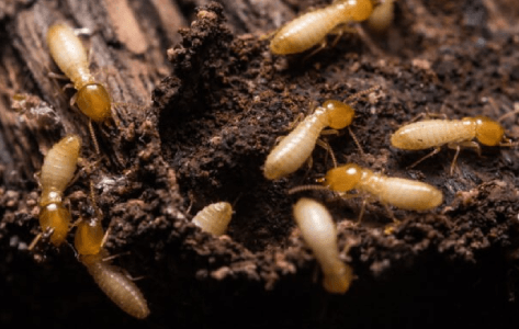 Termite Control