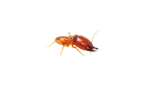 Termite Control