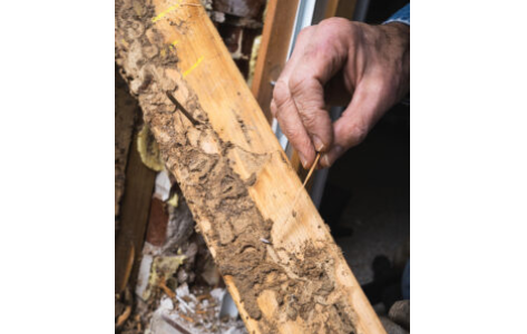 Termite Control