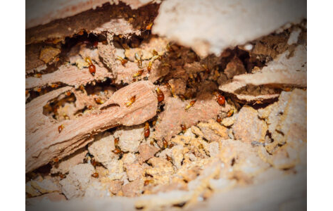 Termite Control
