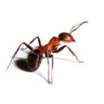 Ants