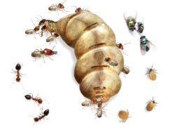 insect
