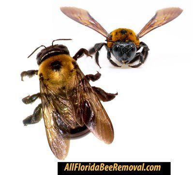 Two bees on a white background with the website allfloridabeeremoval.com