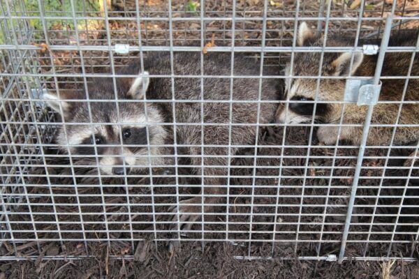 Wildlife Control