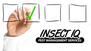 Insect IQ