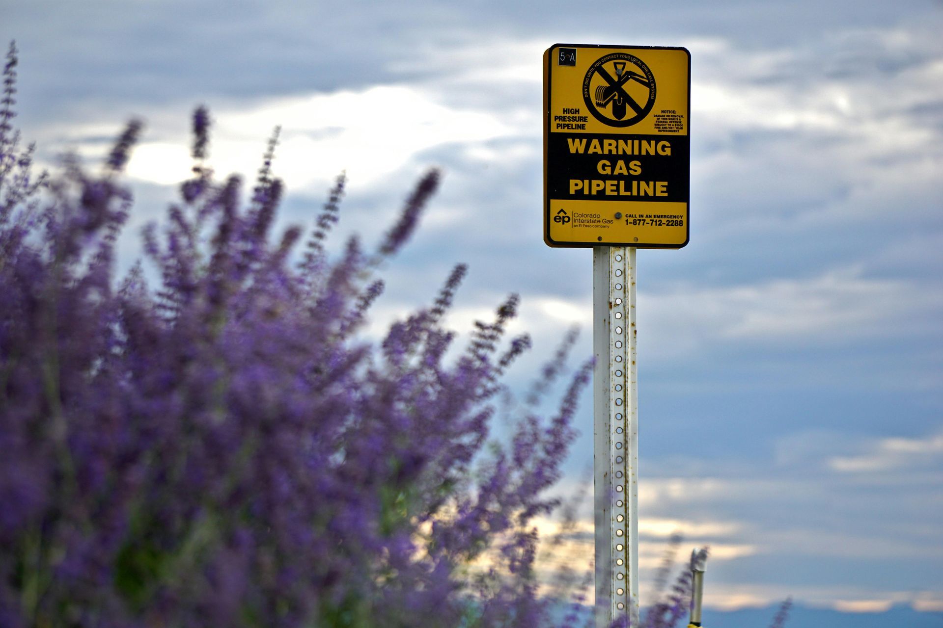 Yellow warning sign on a tall pole above purple wildflowers at dusk, with cloudy sky in background