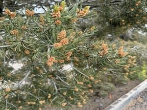Pine branches with small orange berries beside a curb in a rocky roadside area