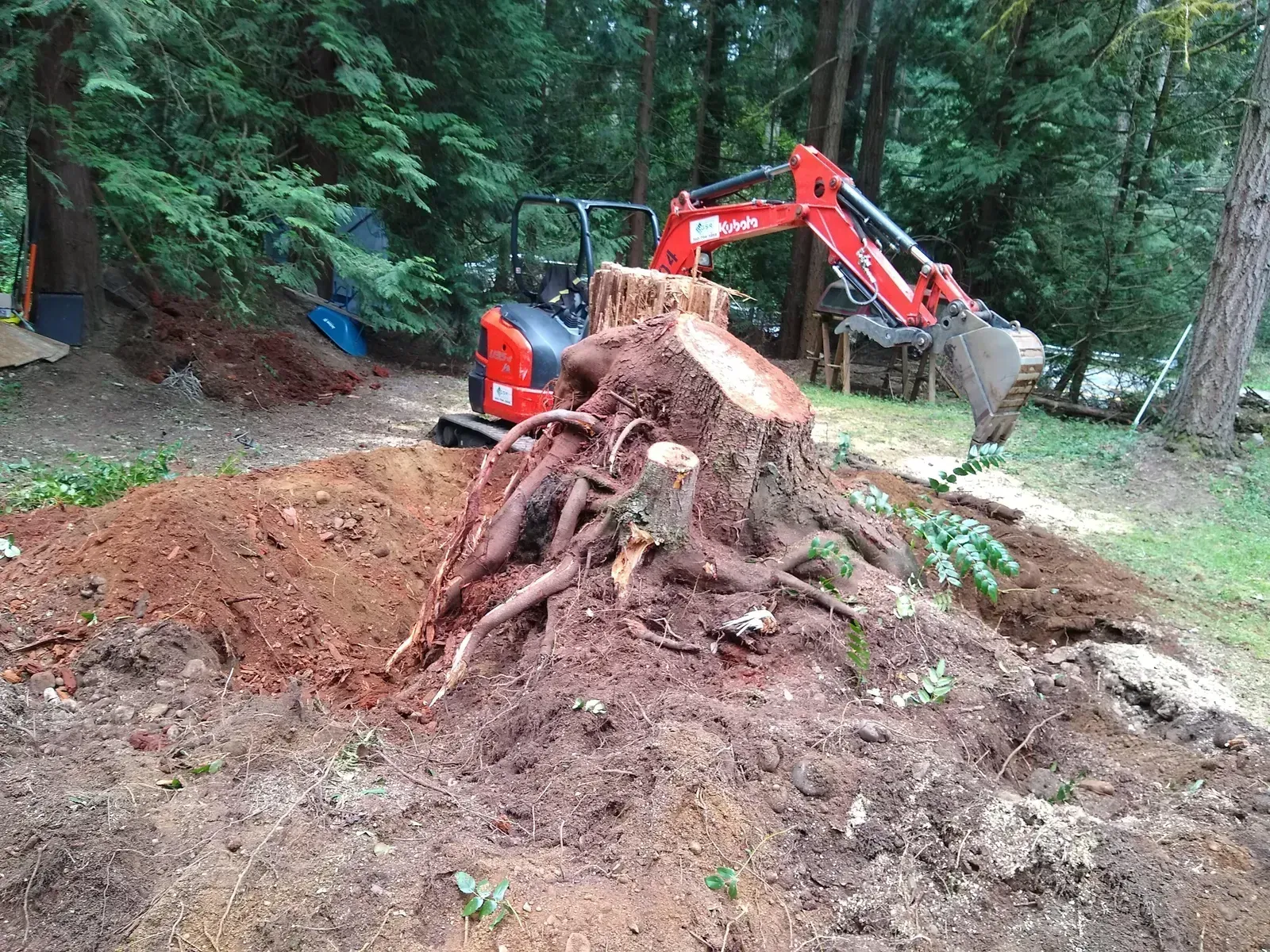 Mini excavator digging around an exposed tree stump and root system for stump removal.