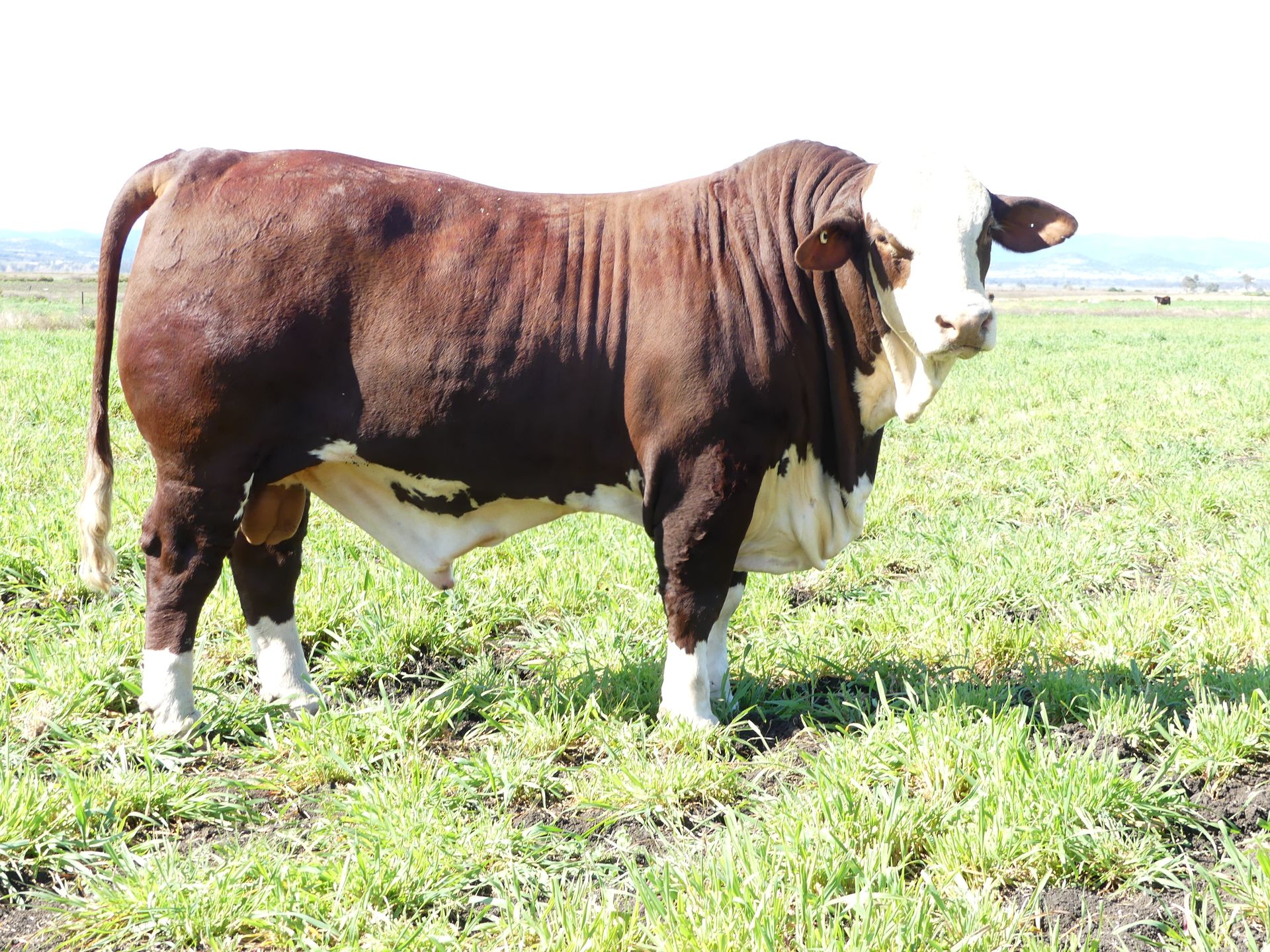 Our Cattle | Strathgyle Brafords