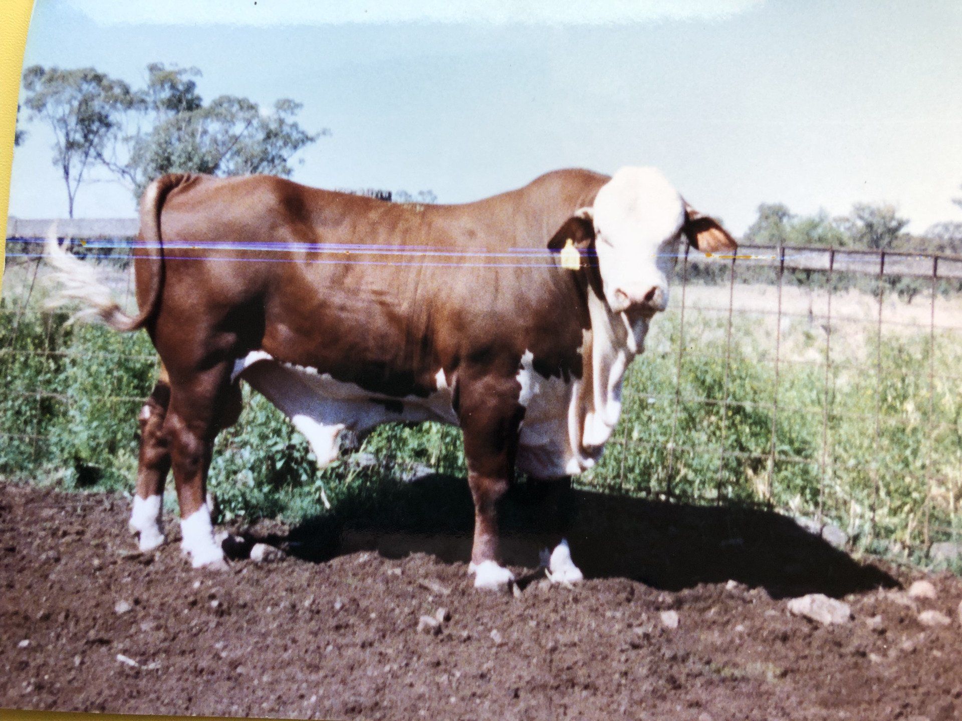 Strathgyle Brafords