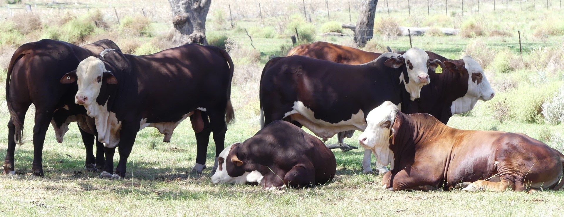 2023 Sale Bulls