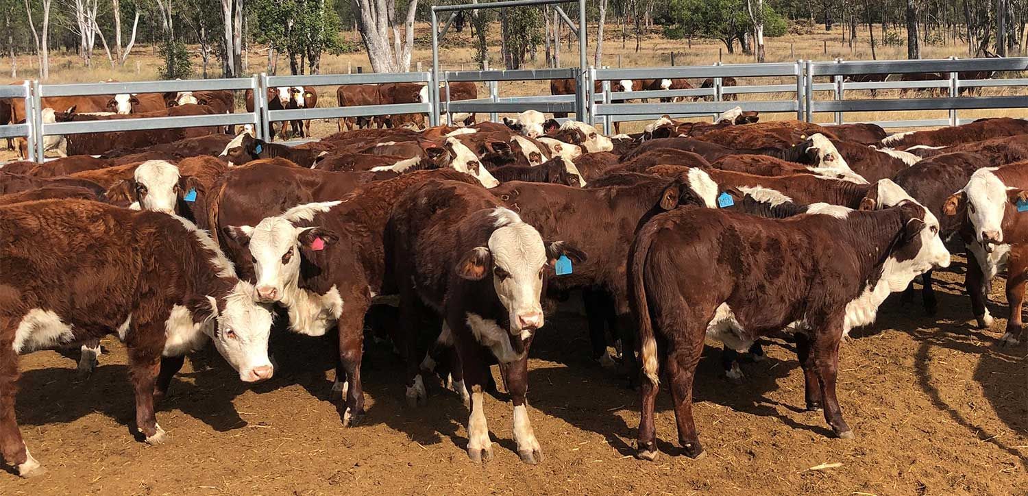 2023 Weaners