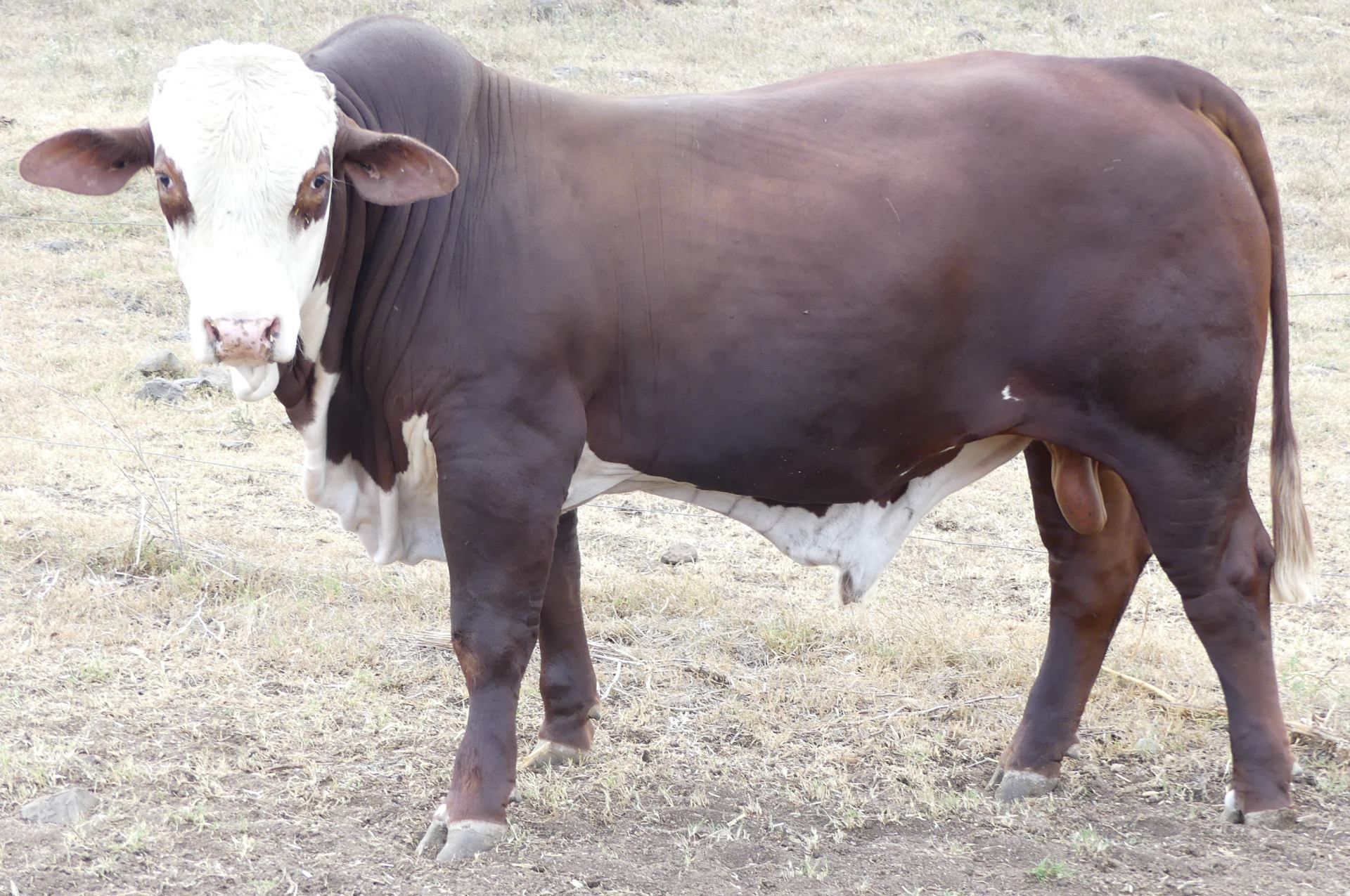 bull
